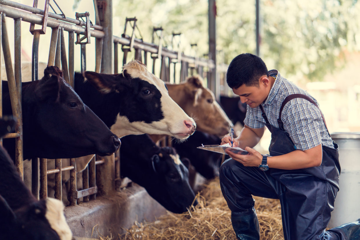 Farmers are recording datails of each cow on the farm.